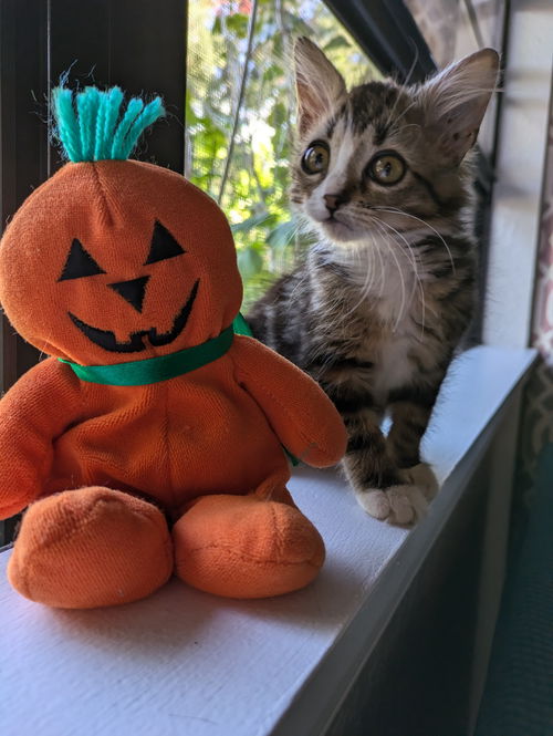 Elvira