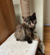 Chloe