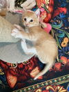 Ziggy
