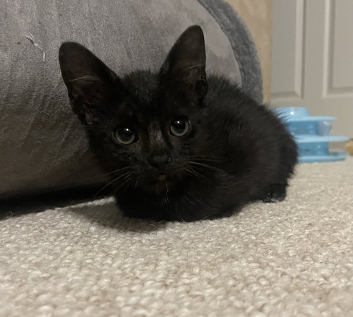 Crunchy licorice