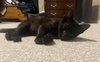 Crunchy licorice