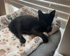 Crunchy licorice