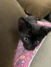 Tia