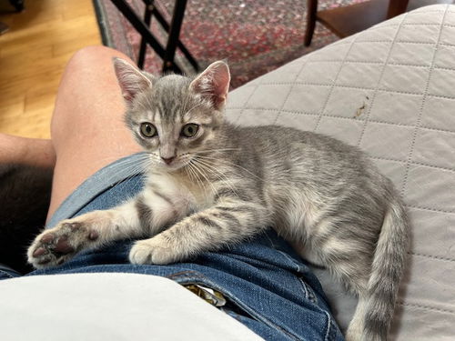 Shyla