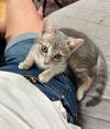 Shyla