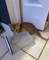 Sammy