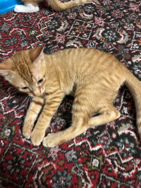 Sammy