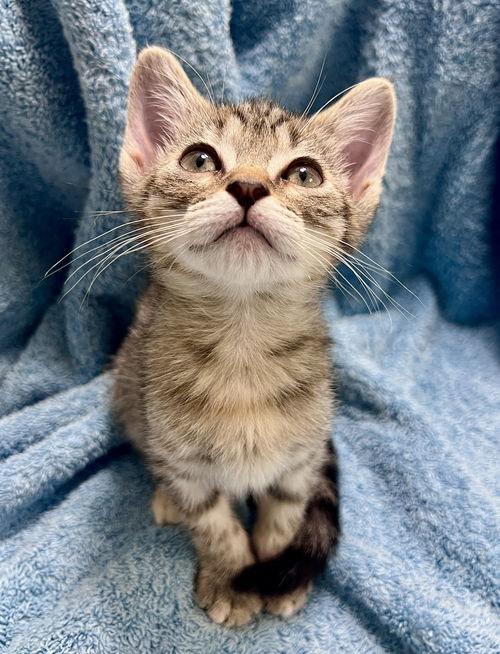 Mimi