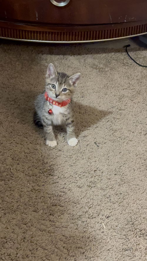 Oscar