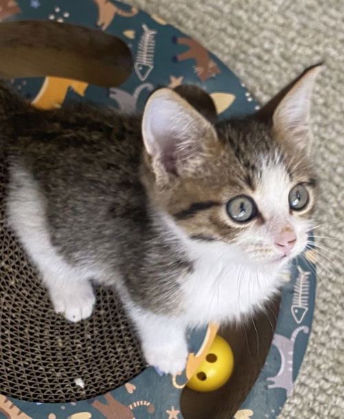 Kona