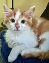 Apollo