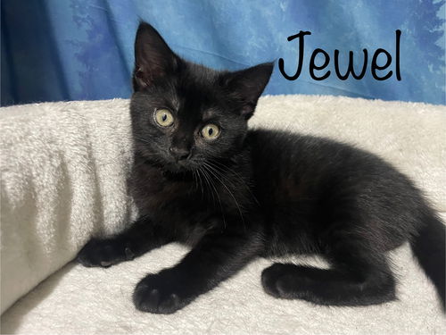 Jewel