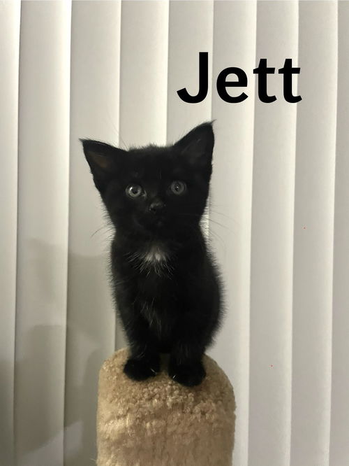 Jett