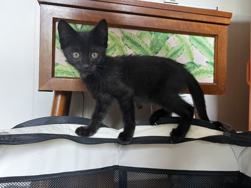 Pierre