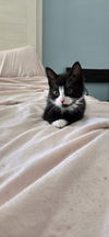 Edison