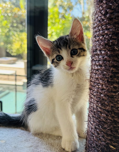 Huckleberry