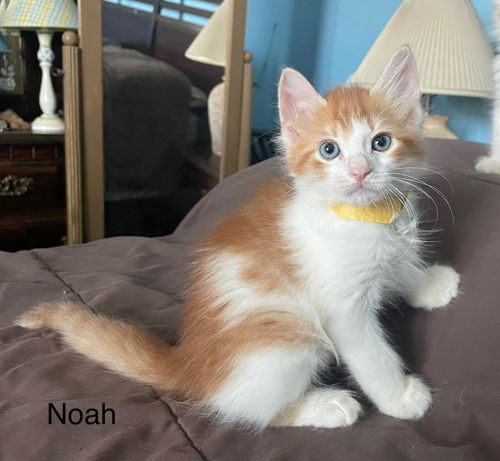 Noah