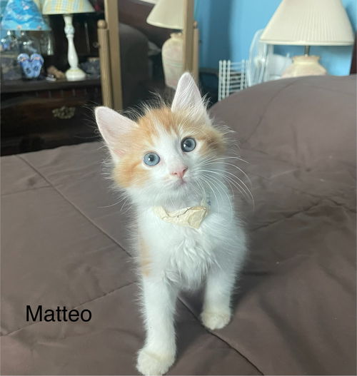 Matteo