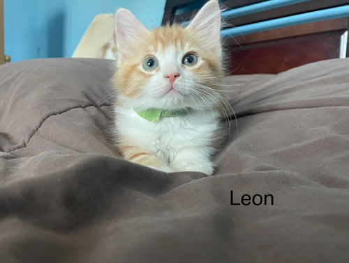 Leon