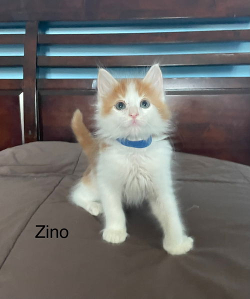 Zino