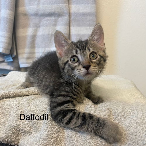 Daffodil