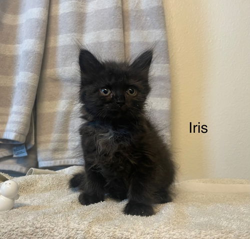 Iris