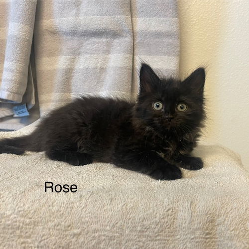 Rose