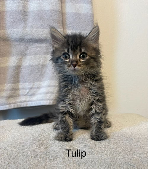 Tulip