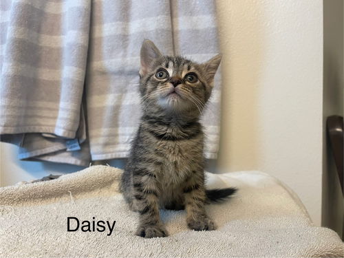 Daisy