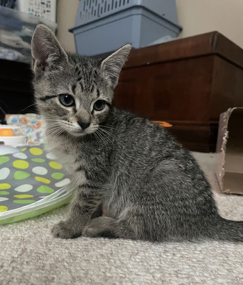 Lulu