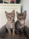 Lilo