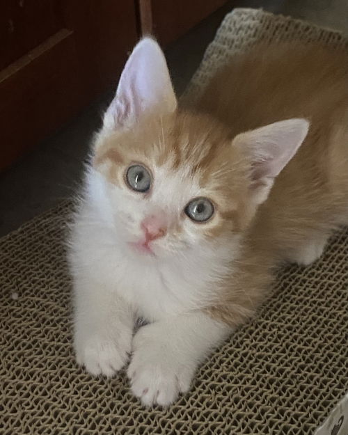 Coco Chanel