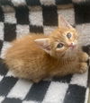Rusty