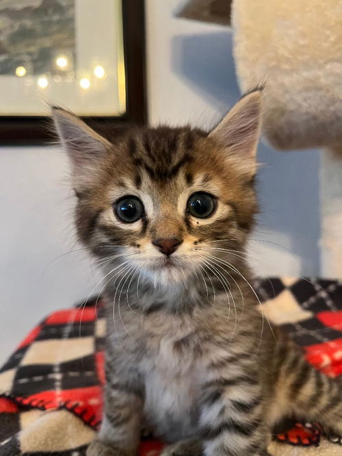 Axel