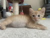 Queso