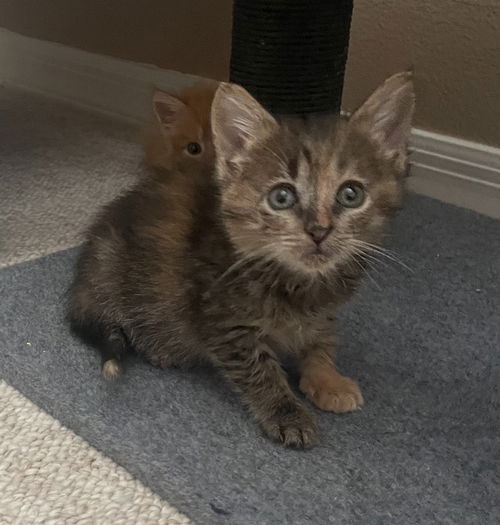 Tuna