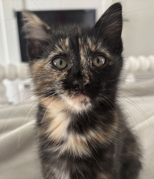 Minnie