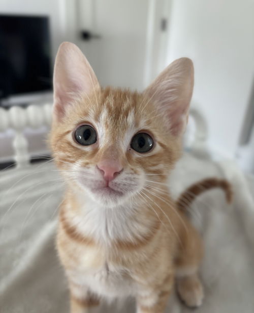 Micah