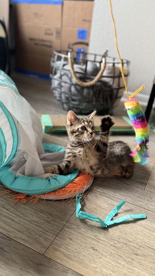 Sir Kitty