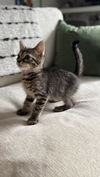 Sir Kitty