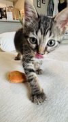 Sir Kitty