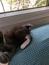 Mittens
