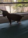 Mittens