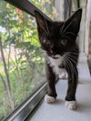 Mittens
