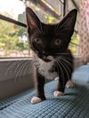 Mittens