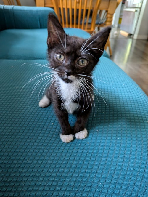 Mittens