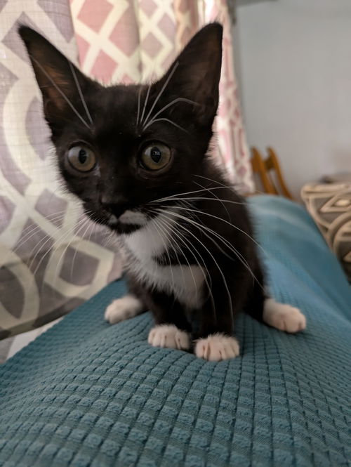 Mittens