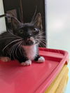 Mittens