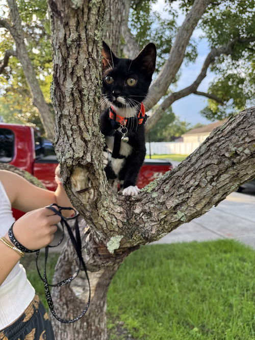 Mittens