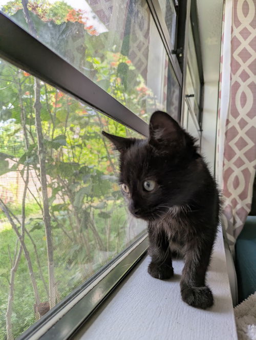 Onyx